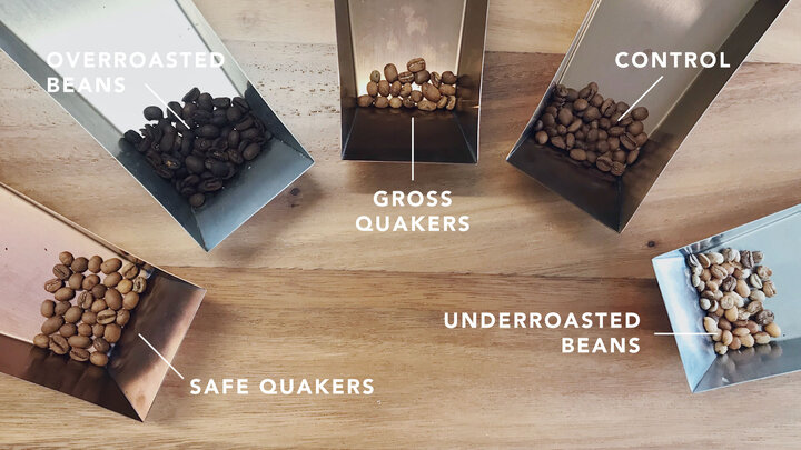 The Science Behind Defective Beans and How They Affect Your Roast